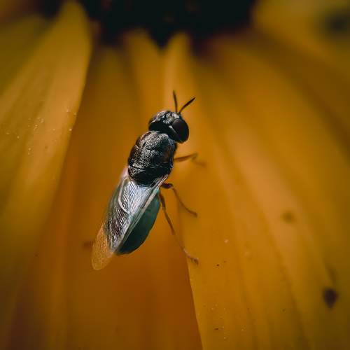 Macro