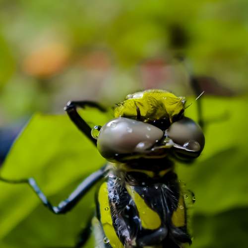 Macro