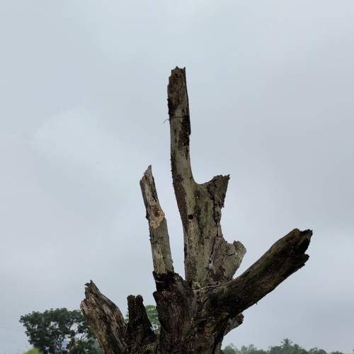 Photo #6272712