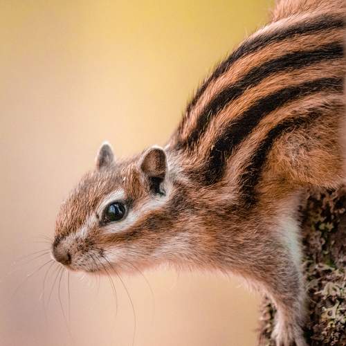 Photo #6272946