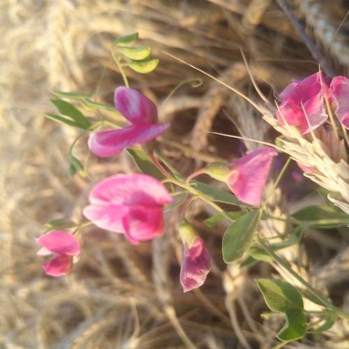 Photo #6273135
