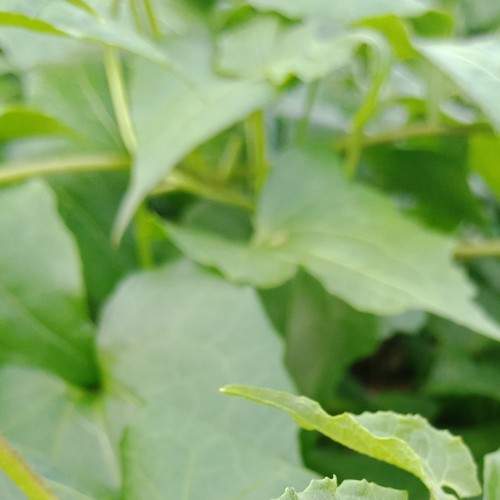 The Lonely Fly In the Midst of Greens