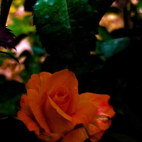 Photo #6273663