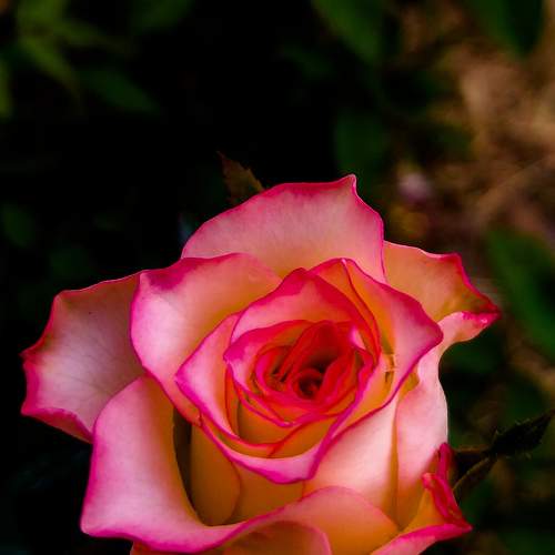 Photo #6273685