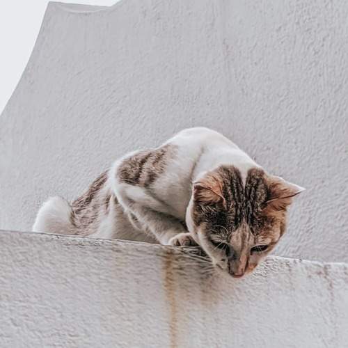 Photo #6274213