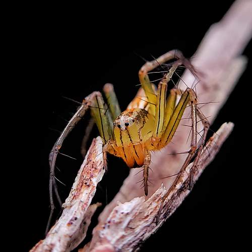 Striped lynx spider preparing for a jump. Shot with mobile phone