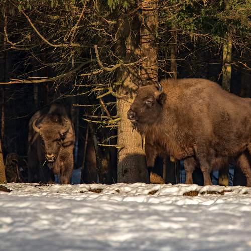 Photo #6278702