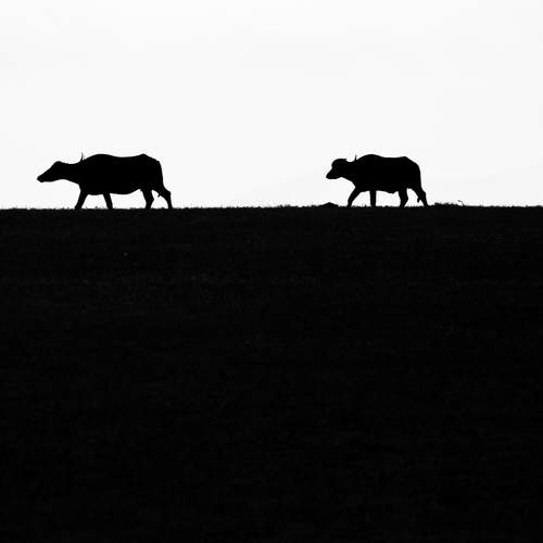 Photo #6282784