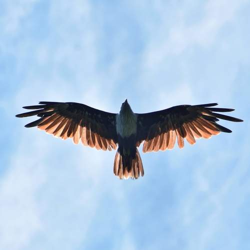 Fly