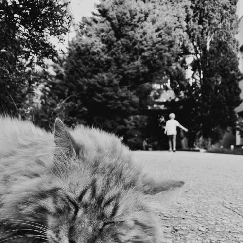 Keep calm and be a cat in Sochi