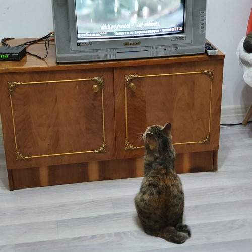 Photo #6291077