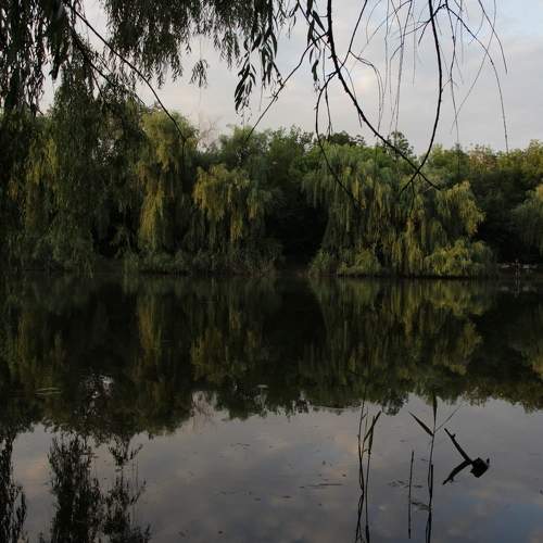 Photo #6293818