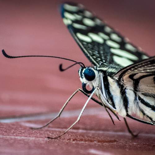 Photo #6296950