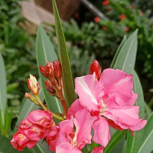 Late Bloomer