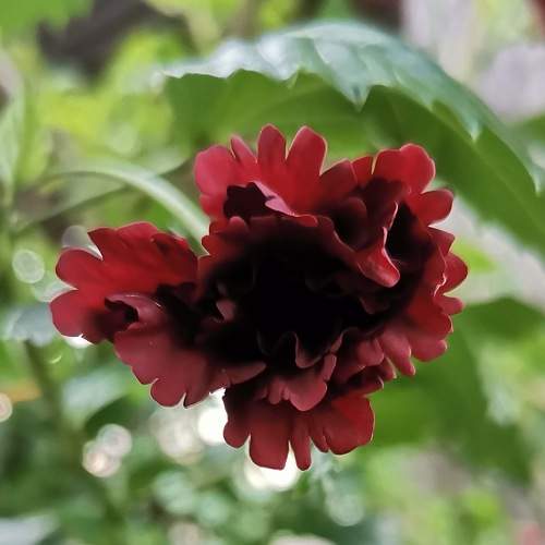 Blooming Petals