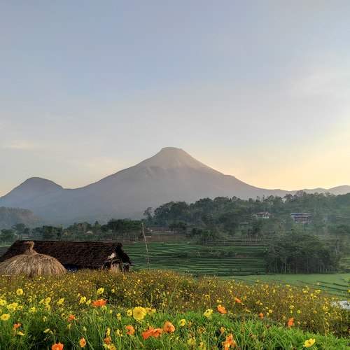flower gardens and mountains