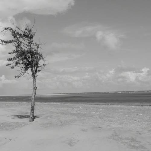 Lone fighter