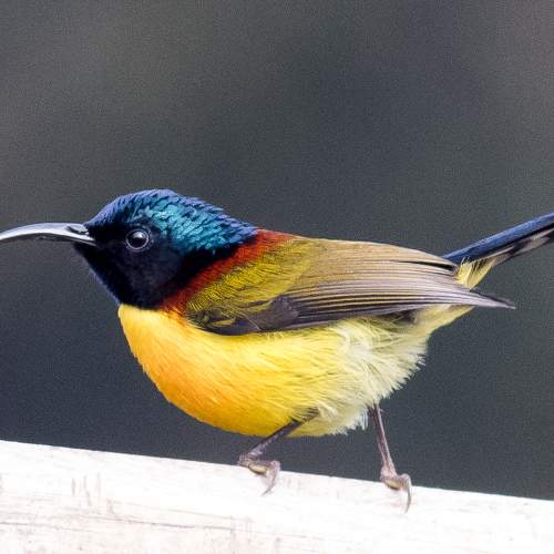 Sunbird - Green Tailed