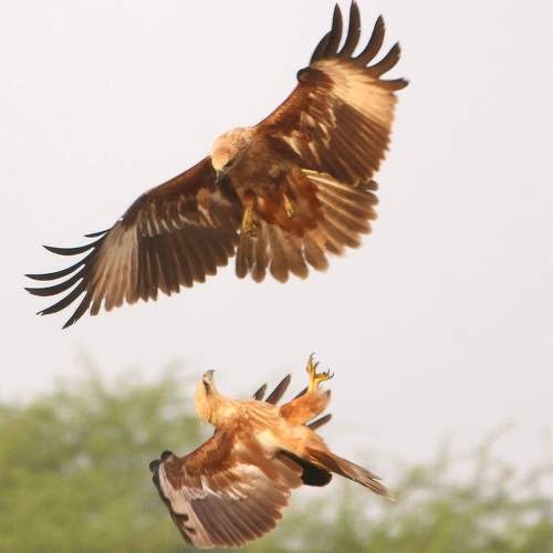 Fighting Mode - Marsh Harrier