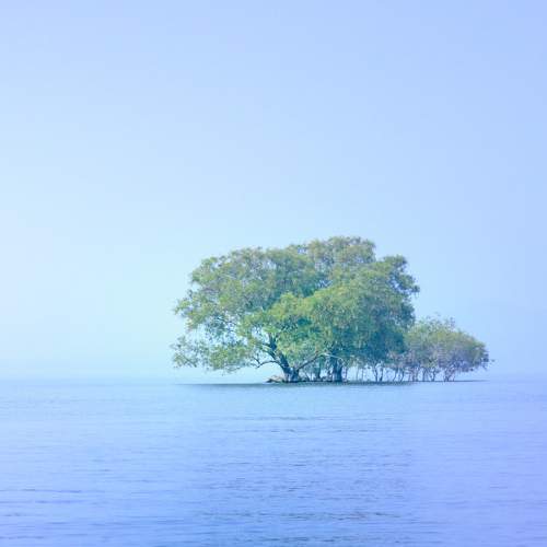 Lonely Tree