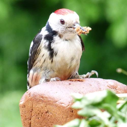 Photo #6309926