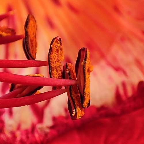 Hibiscus Flower