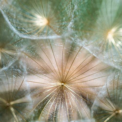 Dandelion