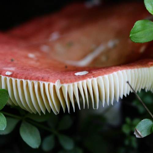 Scary Mushroom