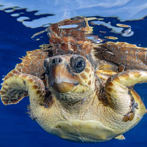 Happy turtle in the blue