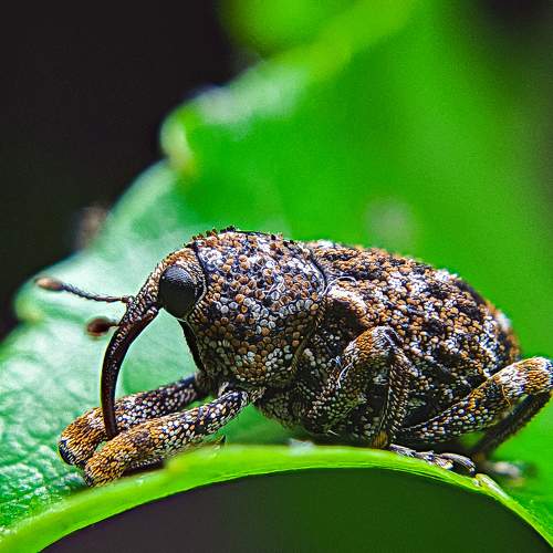 little weevil
