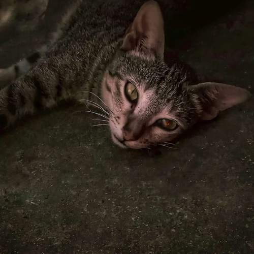 ANGEL MEOW.