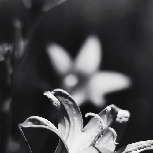 Campanula