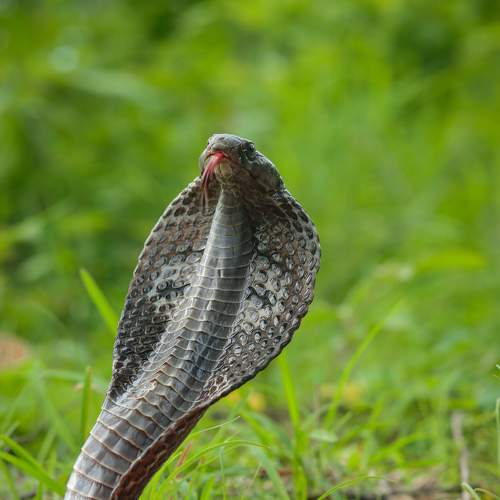 The Black Spectacled Cobra flicking out its tongue