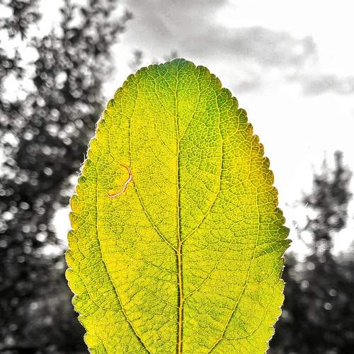Golden leaf
