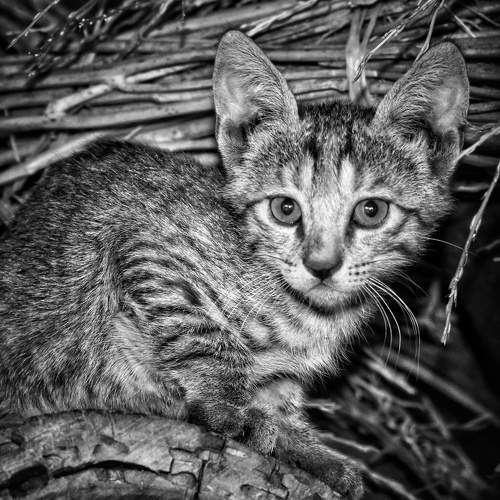 Photo #6330697