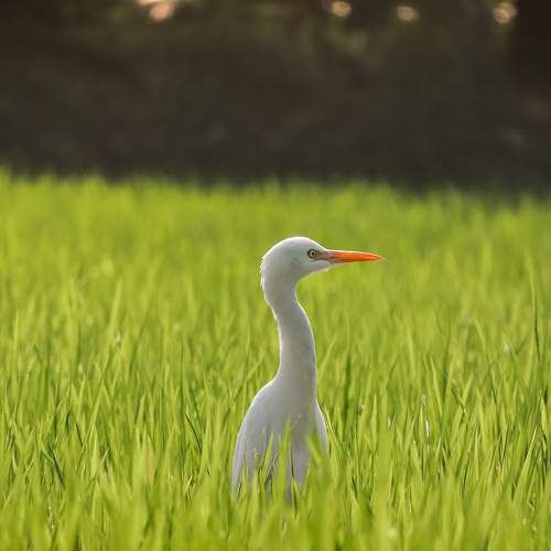 common crane in a paddy field.