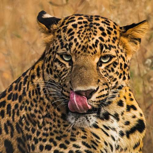 When the photographer looks like a yummy meal.