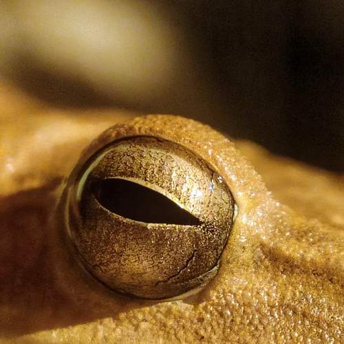 Golden eye!