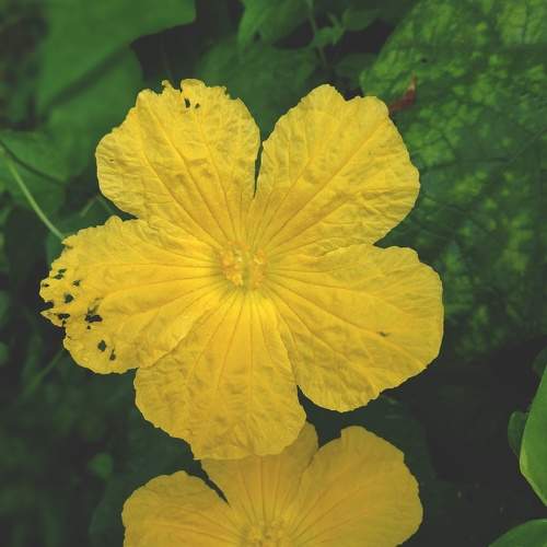 Two yellow flowers in the dark green.