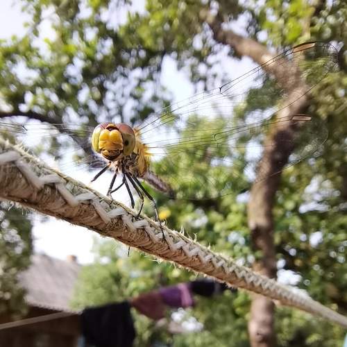 Photo #6337270