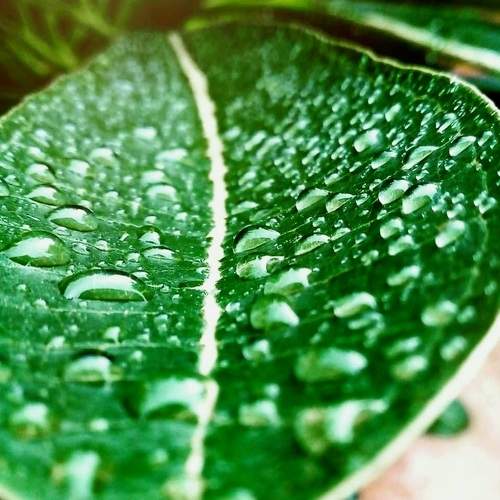 The Rain Drops