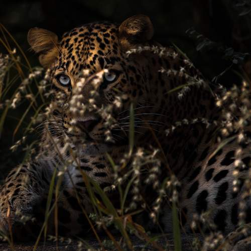 Ghost of the jungle!