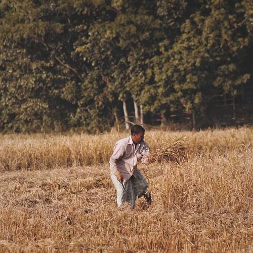 A farmer is cutting paddy.
