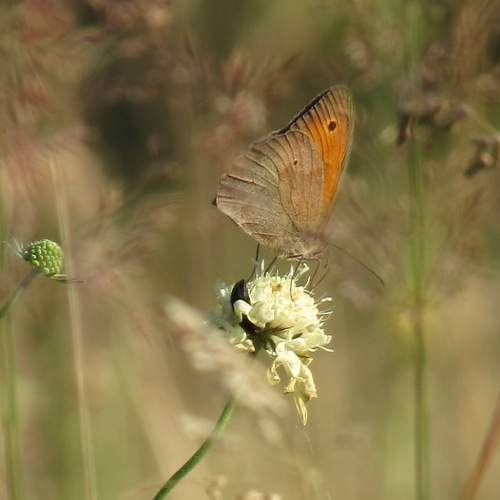 Beauty of July