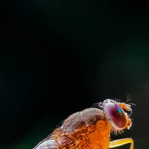 Fly
