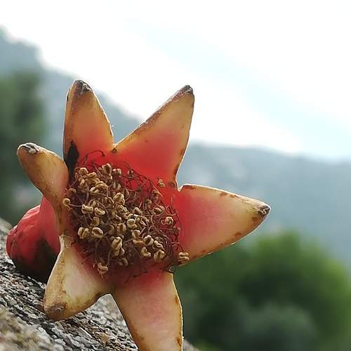 Цвет граната. Pomegranate color.