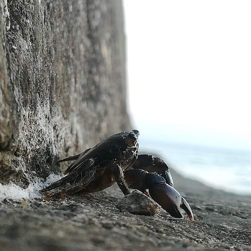 Krab Relax