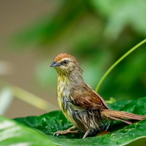 Pin Striped tit babbler
