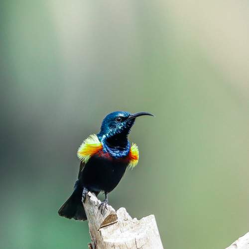 Purple Sunbird