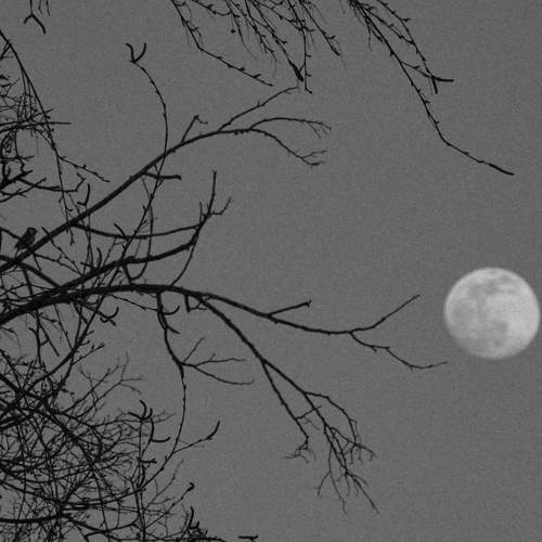 February Full (Snow) Moon